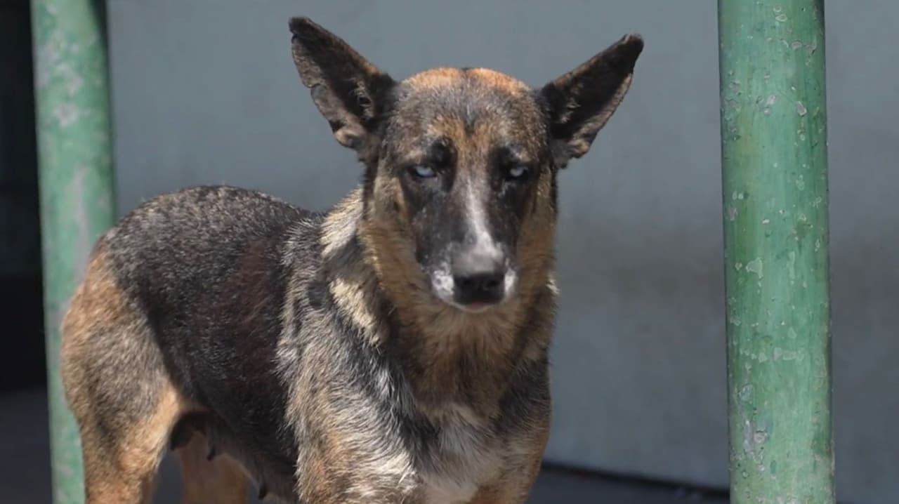 Stockton vive crisis de perros abandonados; refugios al límite y cientos en las calles