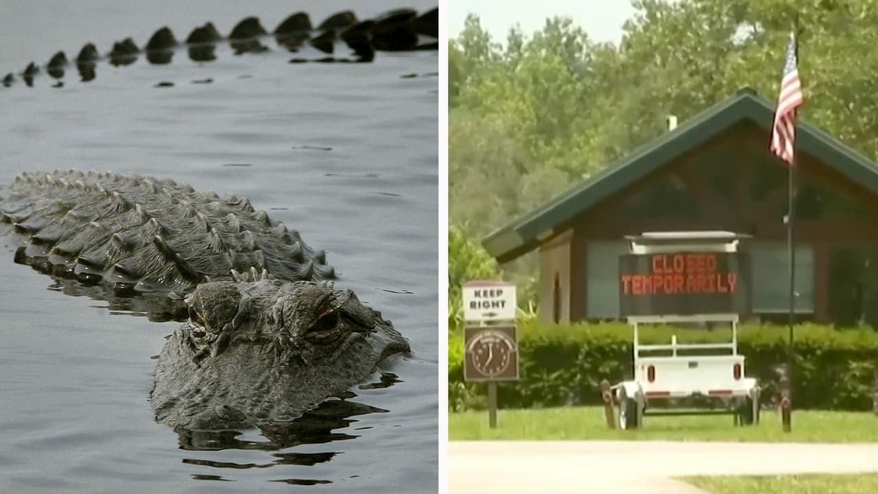 Caimán ataca a bañista en Alexander Springs: cierran temporalmente el área de natación