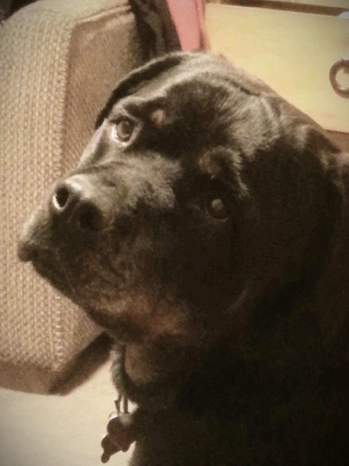 Presentadores, locutores y fans de Univision Chicago compartieron fotos de sus perros para festejarlos en su día. ¡Guau!