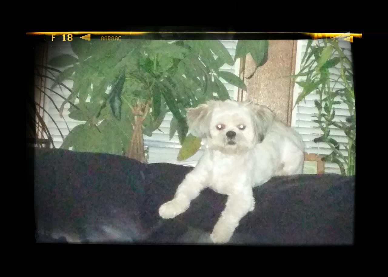 Presentadores, locutores y fans de Univision Chicago compartieron fotos de sus perros para festejarlos en su día. ¡Guau!