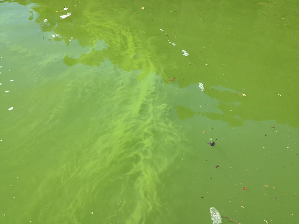 Agua teñida de verde por las 'algas' tóxicas en el lago Shasta