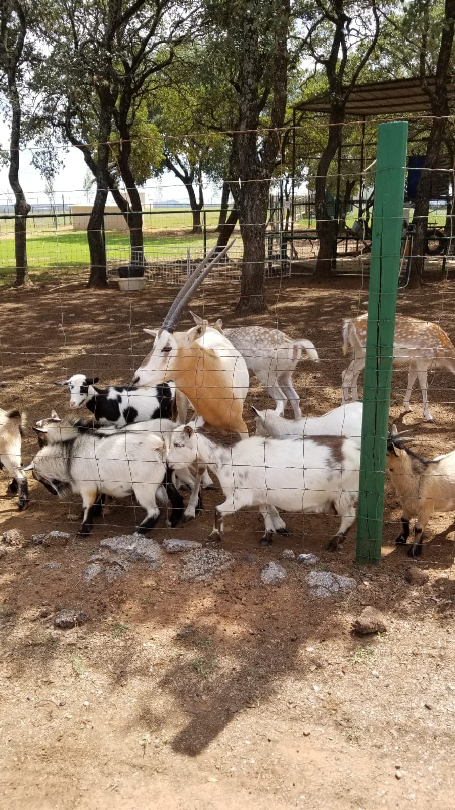 Exotic Resort Zoo está ubicado en Johnson City.