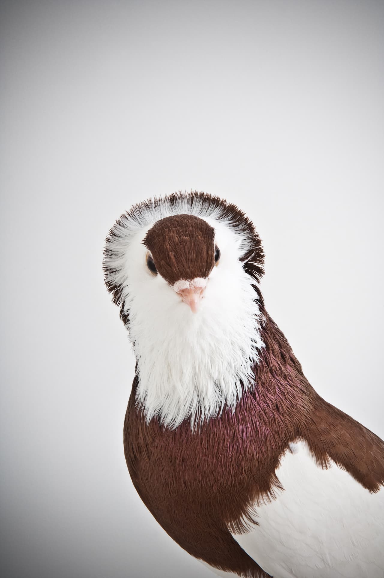 ¡Aquí, mira a la cámara!