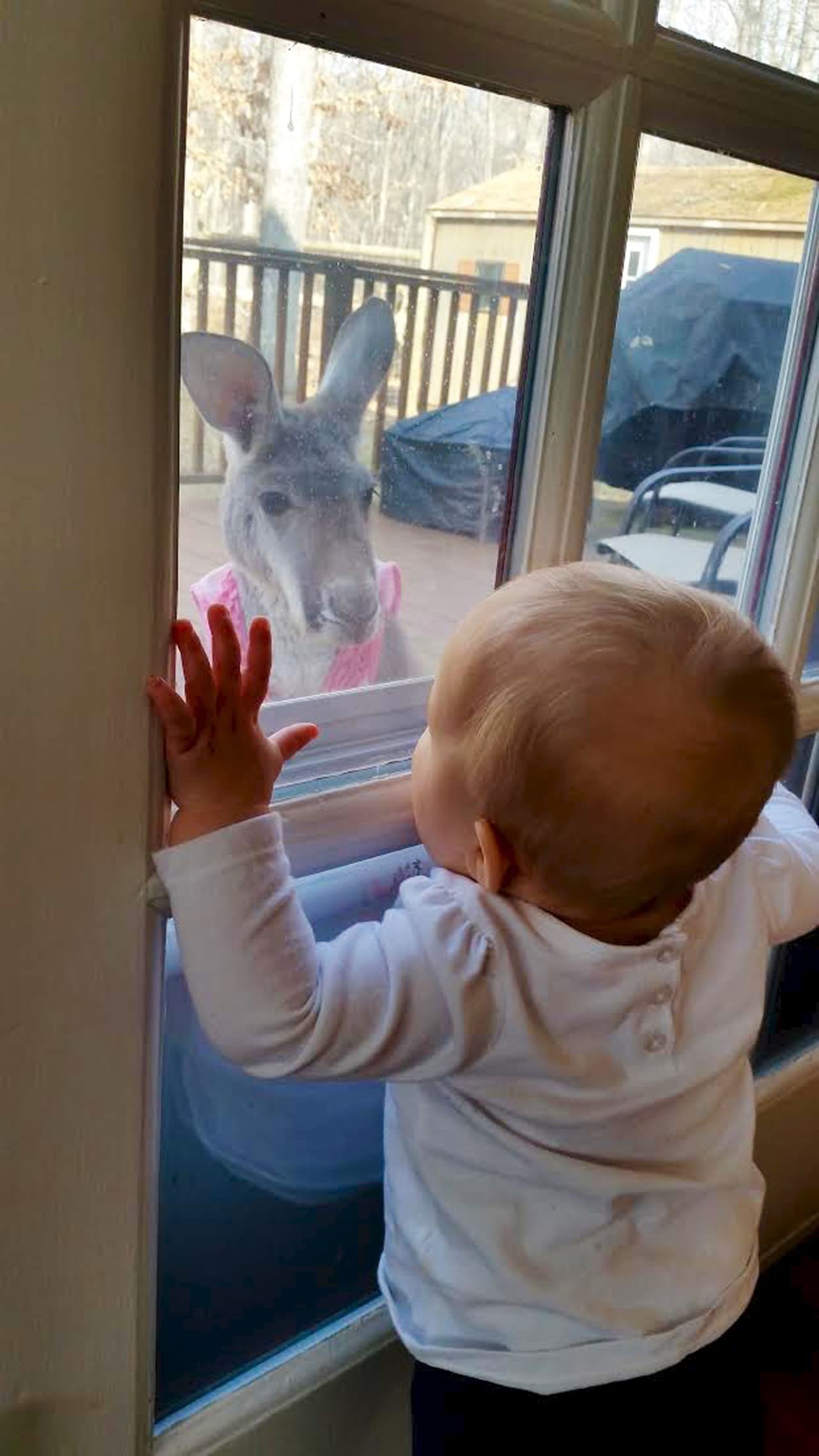 La cangura se acurruca junto a ella cuando duerme.