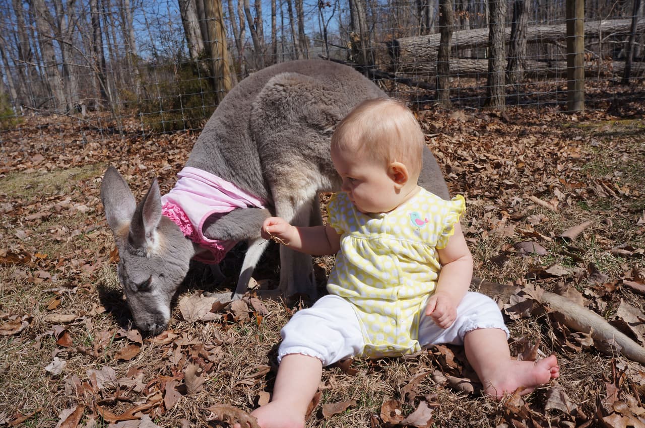 Desde ese entonces, la canguro le tomó aprecio a la pequeña.
