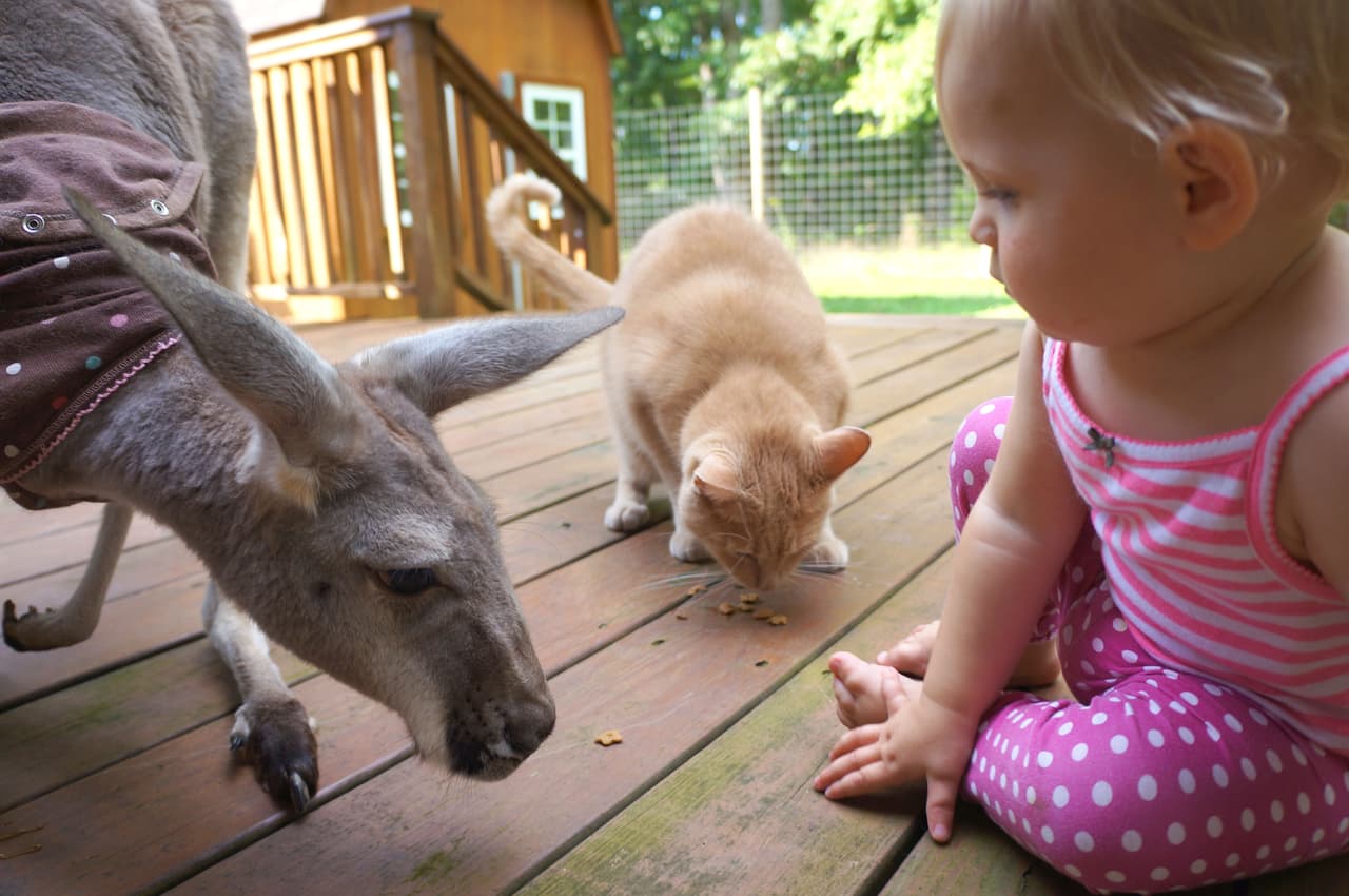 La pequeña niña es amiga de una inteligentísima canguro.