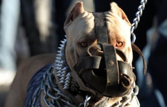 <b>Mira también:</b> Un niño de 3 años murió tras ser atacado por el perro de un vecino en Nueva Jersey. El ataque ocurrió alrededor de las 4:30 p.m. en la ciudad de Carteret. La madre del niño también resultó gravemente herida.