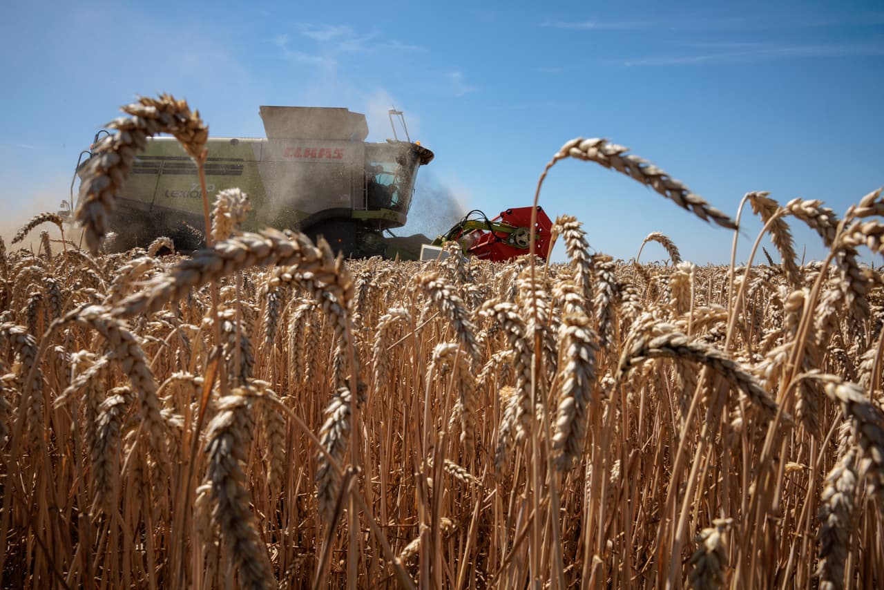 Una cosechadora recoge trigo en un campo durante una ola de calor este martes 19 de julio de 2022 en Zschepplin, cerca de Leipzig, Alemania. Se espera que las temperaturas alcancen los 40º C (104º F) en algunas partes de Alemania esta semana, y es probable que se rompan récords de temperatura en algunas regiones.