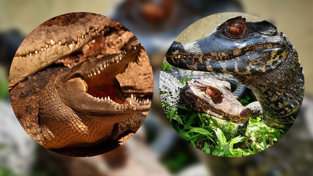Un cocodrilo no es lo mismo que un caimán, aunque ambos sean peligrosos