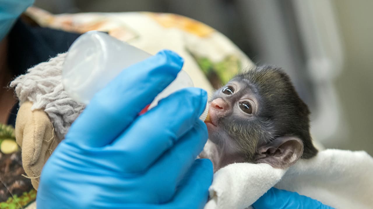 El equipo del zoológico y los veterinarios sospechan que la mamá del bebé puede tener baja producción de leche.