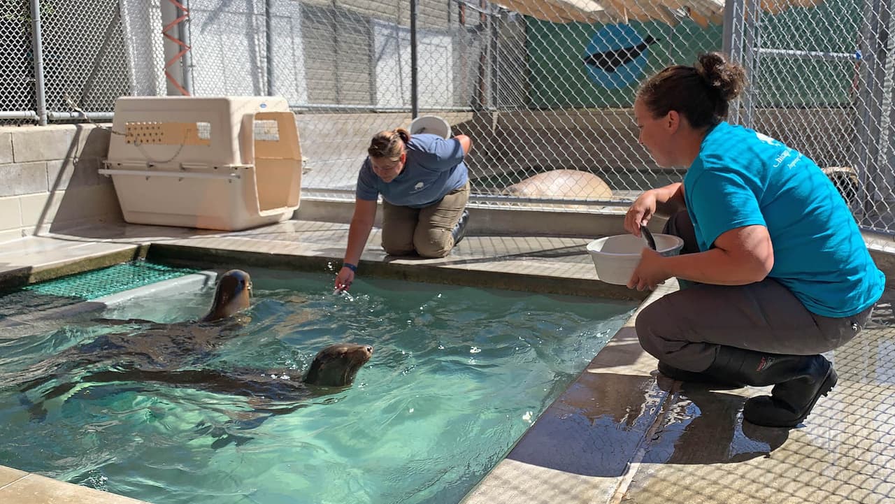 2 leonas marinas de California encuentran su hogar en el zoológico de Brookfield