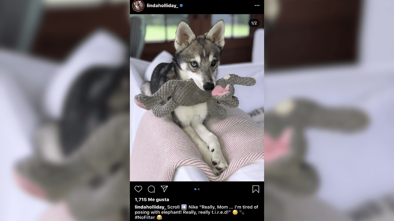 En la cuenta de la red social de Instagram Linda, ha subido fotografías de su amada mascota. ¡Él es Nike!