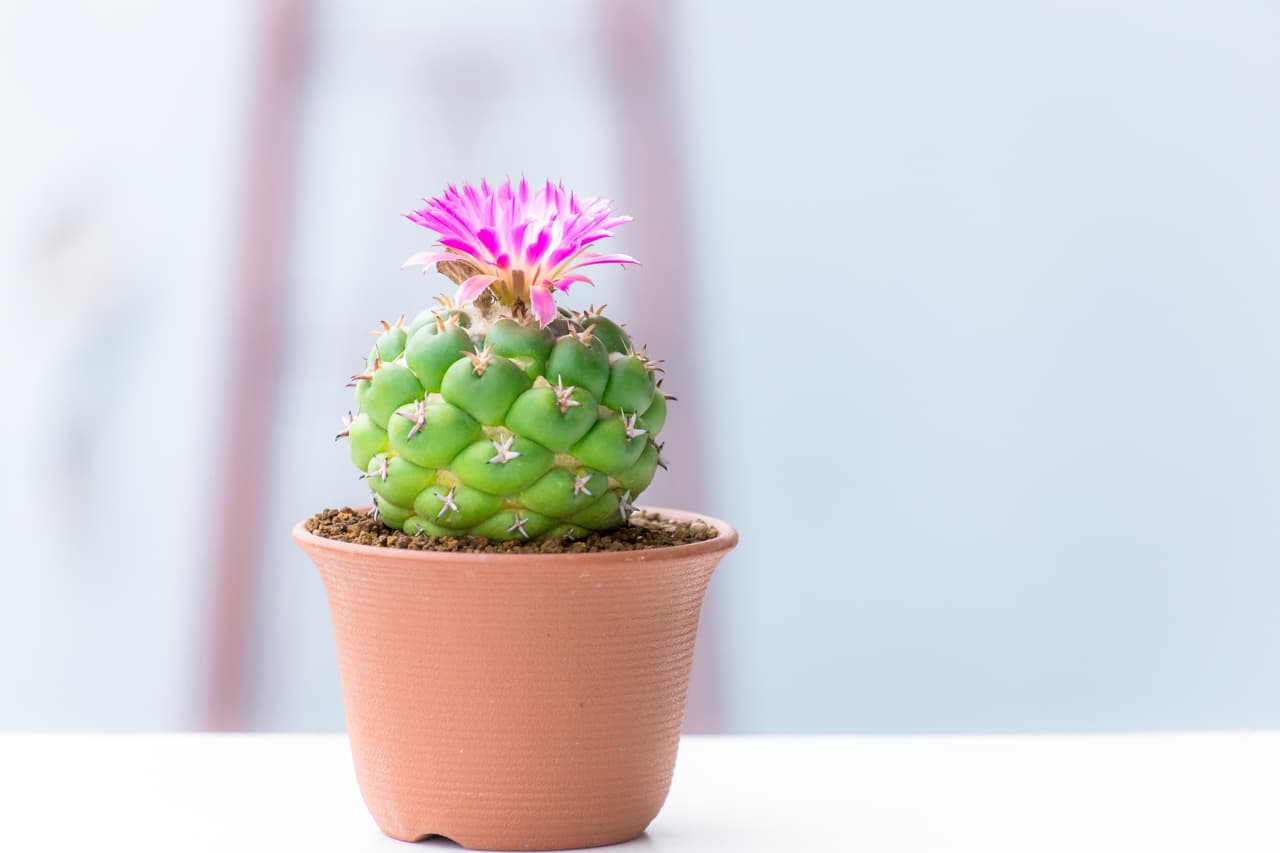 También se cree que su gran poder de purificar ambientes contribuye a alejar malas vibras, envidias, personas malintencionadas o hipócritas, según expertos de feng shui.