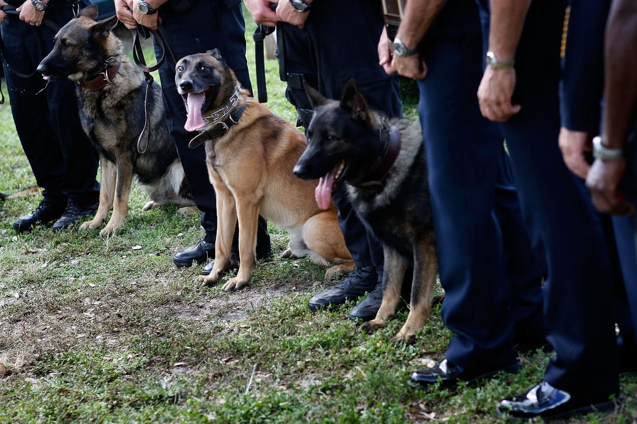 Excremento de perro delata a sospechoso de violento robo con un cuchillo a una joven en Miami 