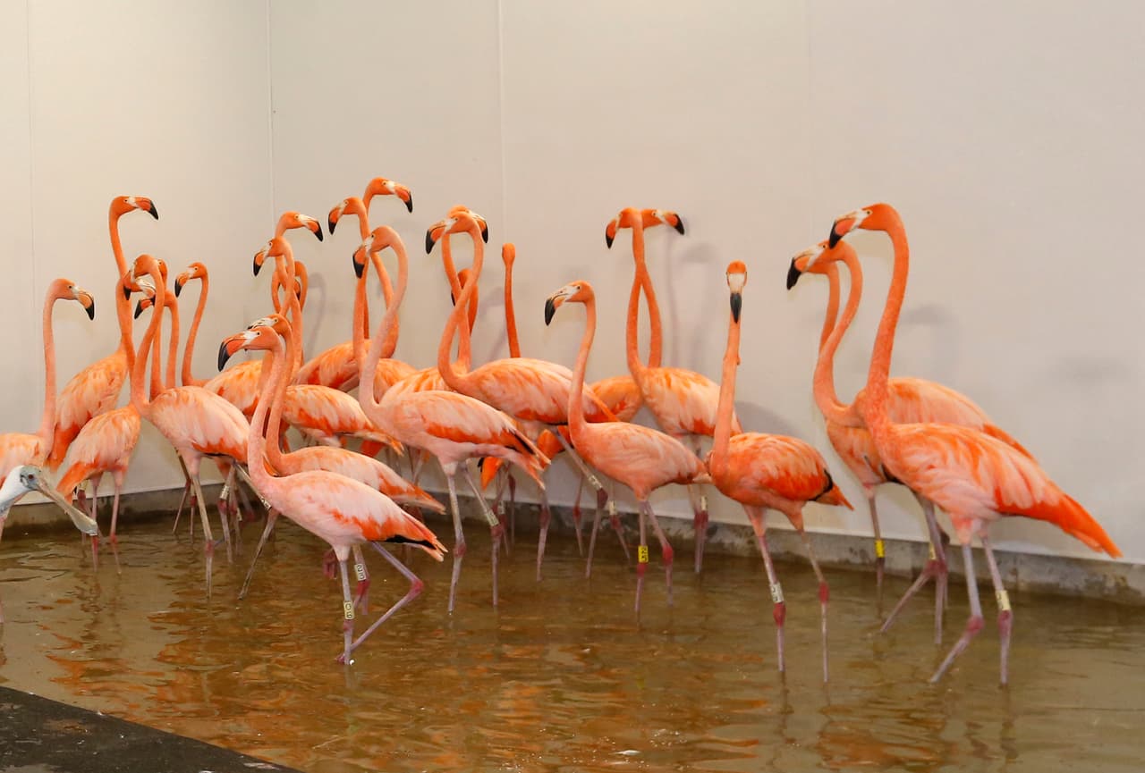 Los 
<b>flamencos en del Zoo de Miami</b>, en un recinto temporal dentro de una estructura preparada para huracanes dentro del zoológico, este sábado 9 de septiembre. Según la 
<b><a href="http://www.npr.org/2017/09/07/548981618/flamingos-in-the-men-s-room-how-zoos-and-aquariums-handle-hurricanes" target="_blank">Asociación de Zoológicos y Acuarios de EEUU</a></b> que representa más de 230 instalaciones del país y en el extranjero, requiere que todos sus miembros hagan un ejercicio anual de preparación para desastres.