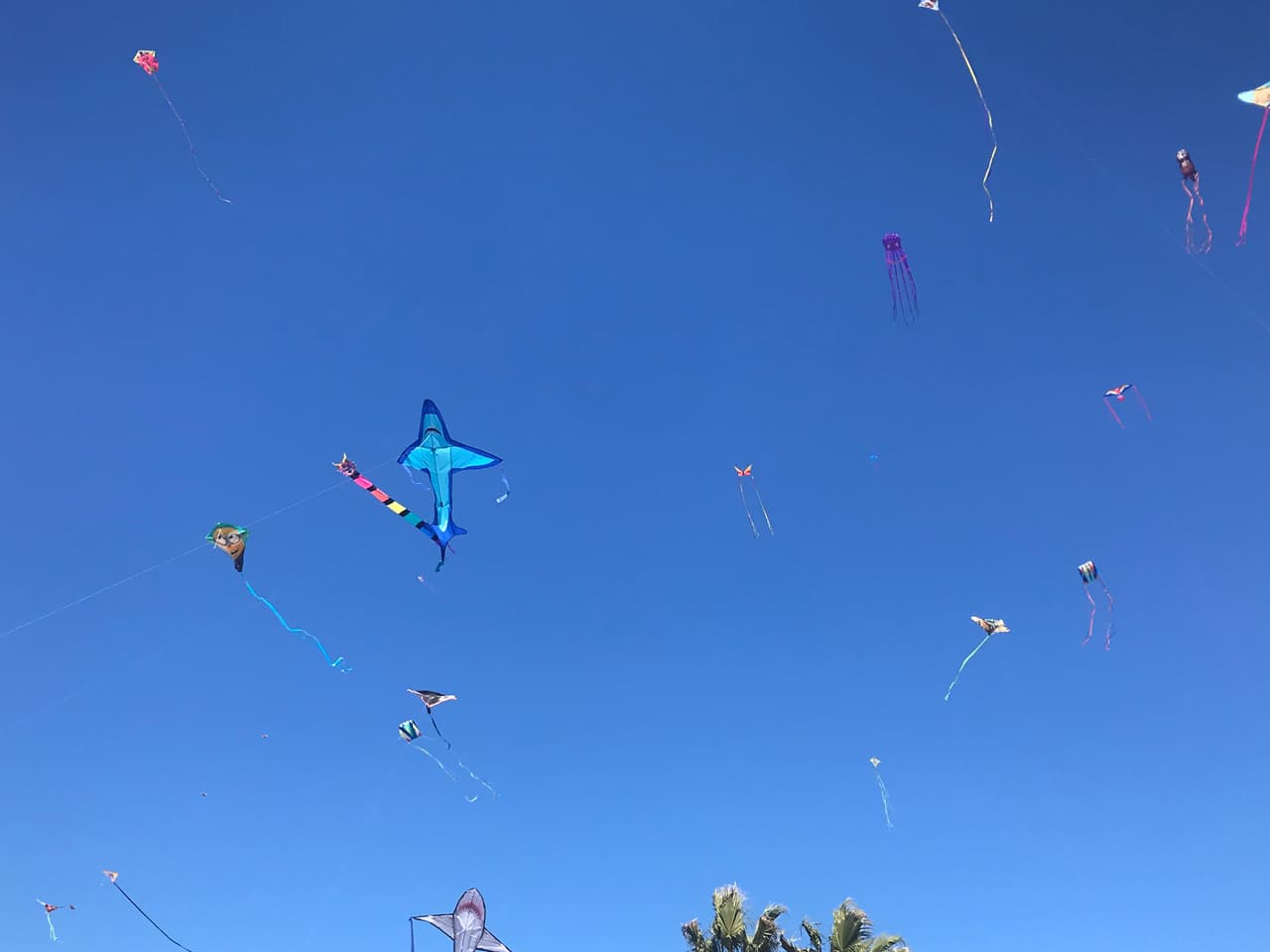 <b>Menlo Park Kite Day</b>
<br>Domingo, 4 de mayo de 12 - 3 pm
<br>Precio: US$6 
<br>