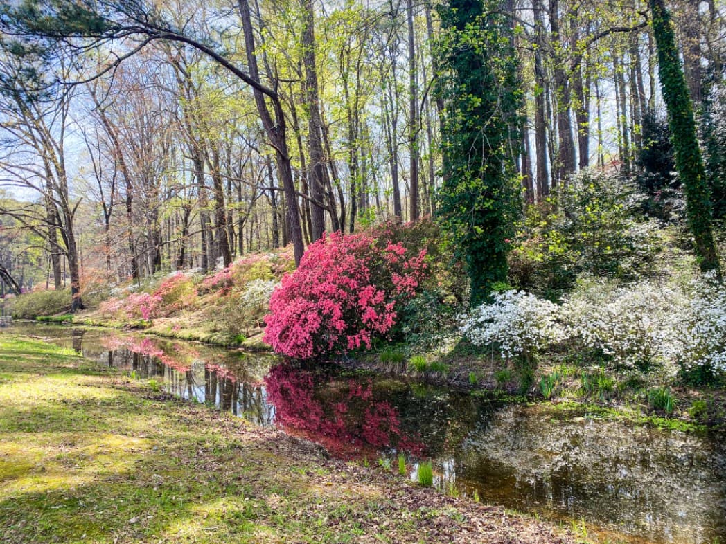 <b><a href="https://atlantabg.org/">Atlanta Botanical Garden</a></b>: La primavera cobra vida en Atlanta con miles de tulipanes, narcisos, azafranes y más en el Jardín Botánico de Atlanta. Da un paseo por el canopy walk, explora hermosas flores durante Orchid Daze y disfruta de praderas de colores vibrantes.