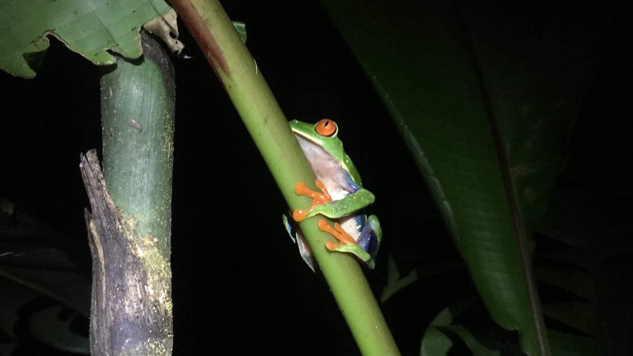 Son particularmente sensitivos a la polución, lo que los hace guardias importantes de amenazas potenciales a los humanos. Las ranas han tenido un lugar especial en varias culturas humanas por cientos de años; han sido valoradas como agentes de la vida y de la buena suerte.
<br>