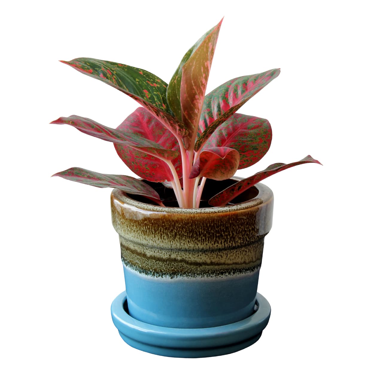 <b>Bonsáis. </b>Estas plantas se ven muy poco en los hogares, sin embargo, pueden vivir muy bien dentro del hogar ya que solo requieren de un riego de agua a la semana. 
<br>