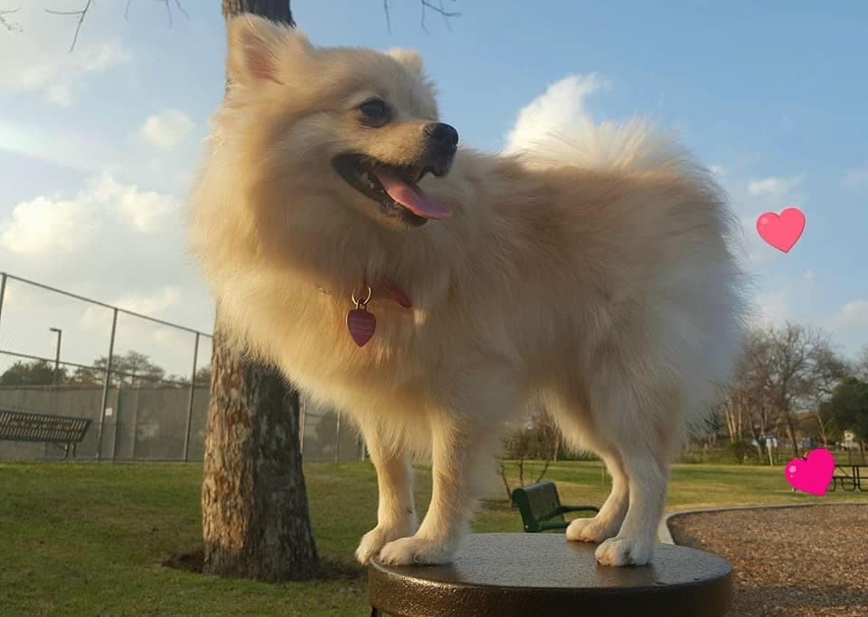 Pero no es la única frase que se dice entorno a esas mascotas, pues muchos ríos de tinta se han escrito entorno a su fidelidad y cariño desinteresado.
<br>