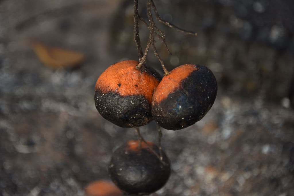 El sector agrícola también ha sido impactado por los incendios, pero aún se desconoce la magnitud de los daños.
