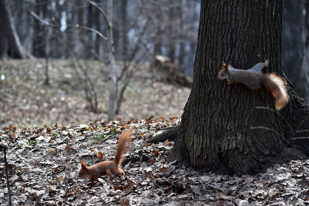 <b>Las ardillas adoptan</b>: Es una práctica muy común entre las ardillas. A pesar de tener sus propias crías biológicas, si encuentran otras crías abandonadas o le pasa algo a sus padres las adoptan en sus familias.
<br>