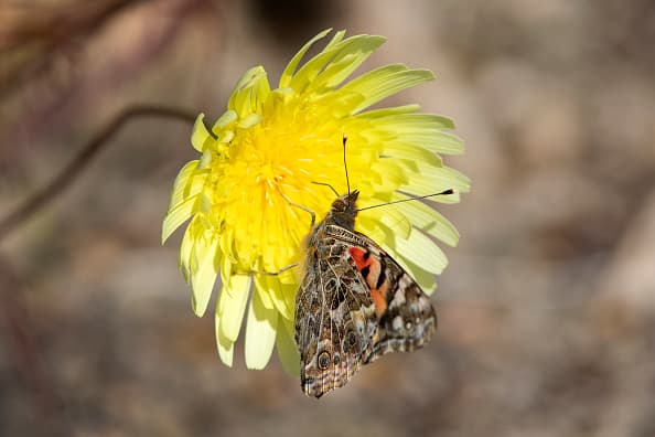 El espectáculo natural tendrá solo durará un par de semanas. (Photo by David McNew/Getty Images)