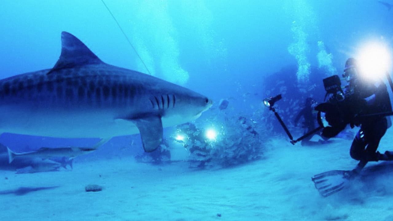 To save the sharks, mind what’s on your dinner plate