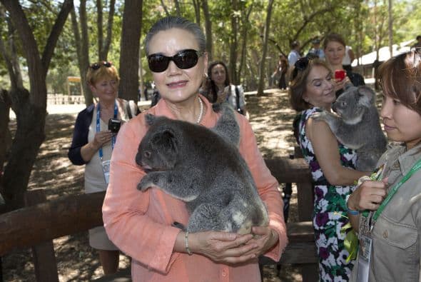 Los koalas suelen “abrazar” a los árboles para disminuir su temperatura.