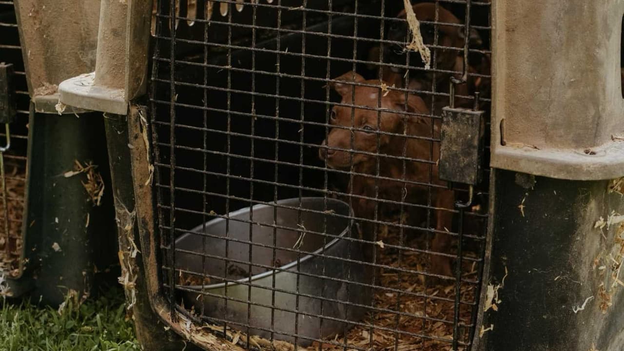 La policía de Turlock, California, rescató a 73 perros de tres propiedades en la cuadra 400 de South First Street el pasado jueves.