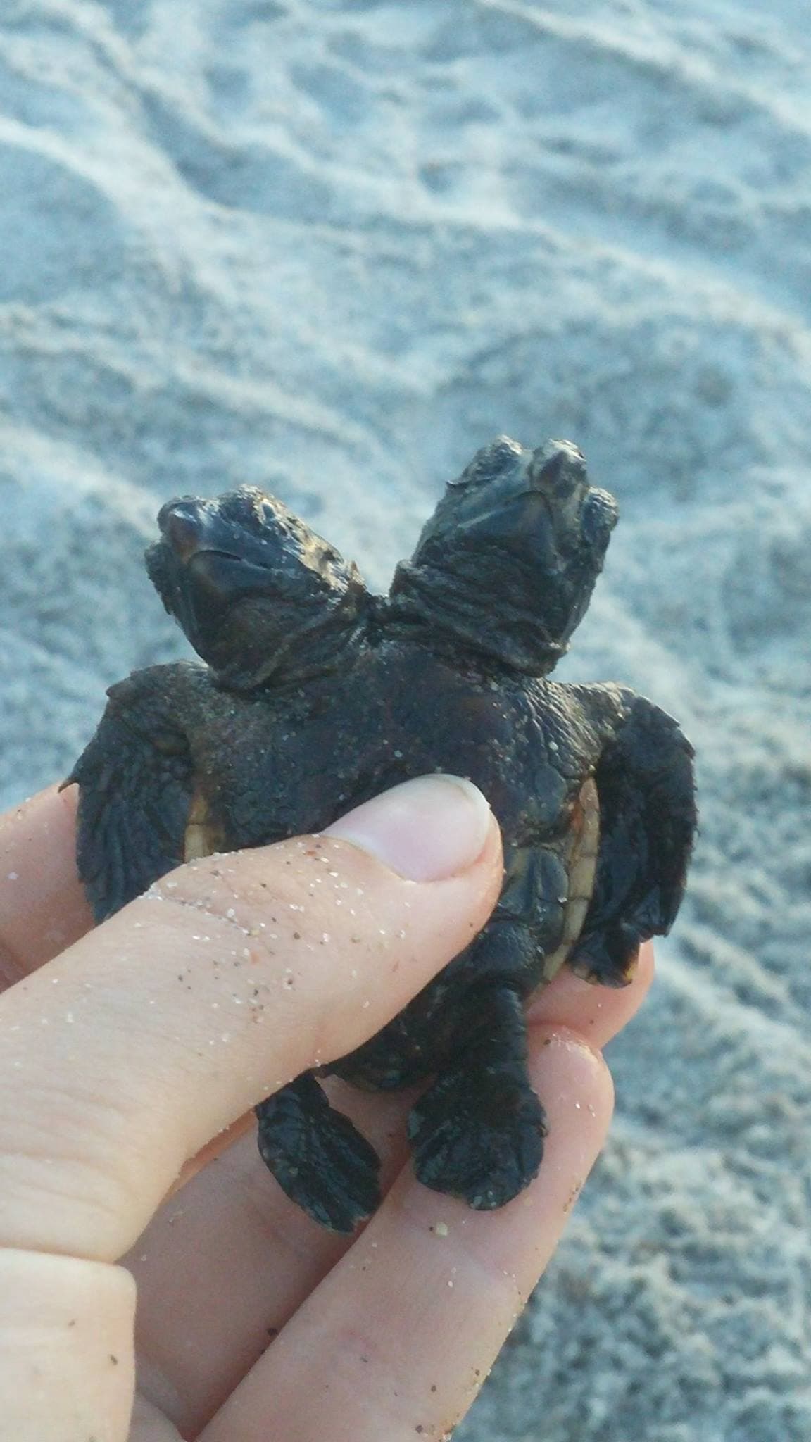 Encuentran una tortuga de dos cabezas en Florida