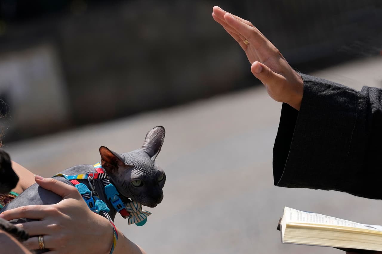 <b>Un gato recibe la bendición</b>
<br>
<br>Un sacerdote católico franciscano bendice a un gato durante una misa en honor a San Francisco de Asís en Brasilia, Brasil, el 4 de octubre.
<br>
<br>Este santo es considerado protector de los animales.