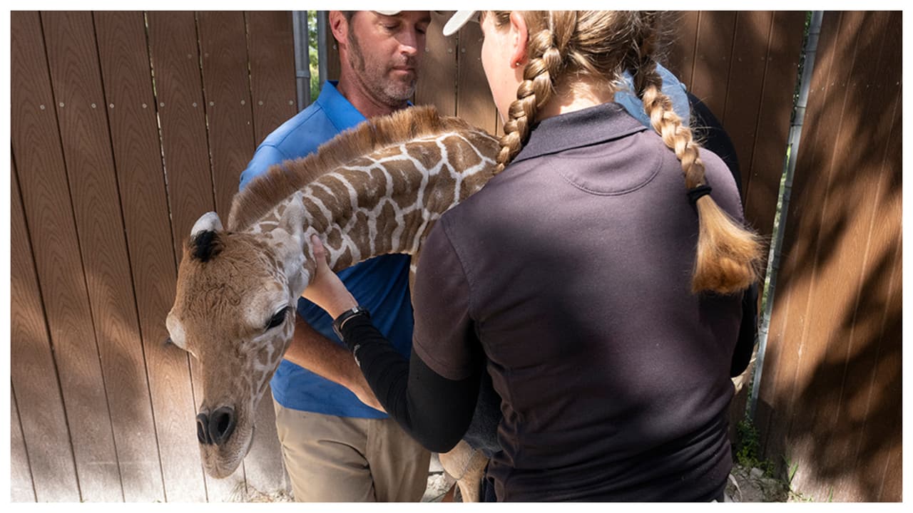 Una bebé jirafa es la nueva miembro de la familia del zoológico de Miami.
