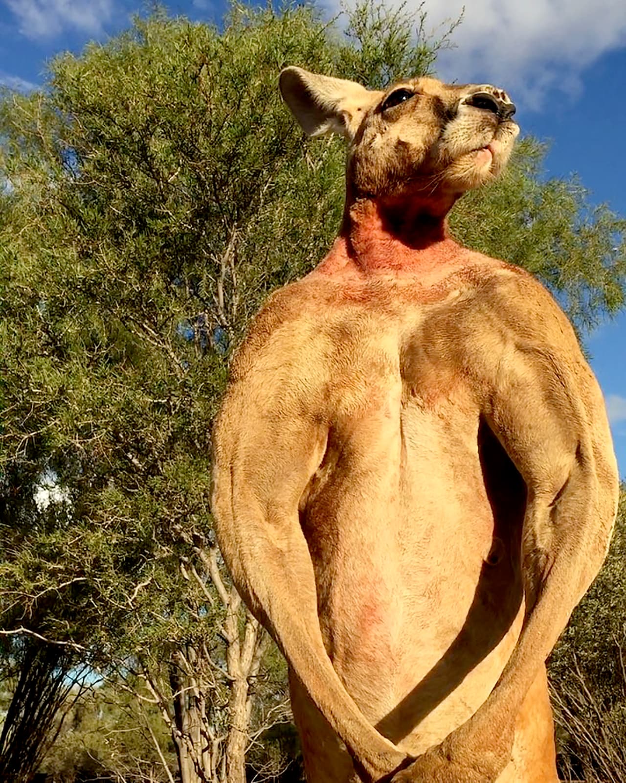 "Vivió una buena y larga vida y fue amado por millones en todo el mundo", señaló Barns al canal australiano ABC.