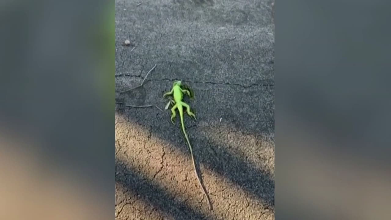 ¿Lluvia de iguanas en Florida? Te explicamos por qué puedes encontrarte a los reptiles así en esta época