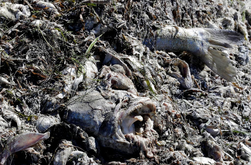 Marea roja complica la limpieza post-huracán en Bahía de Tampa: advertencias para los residentes