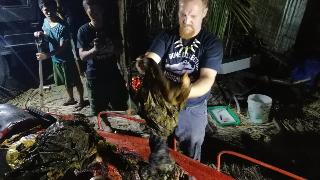 El cetáceo medía 15.4 pies (4.69 metros).