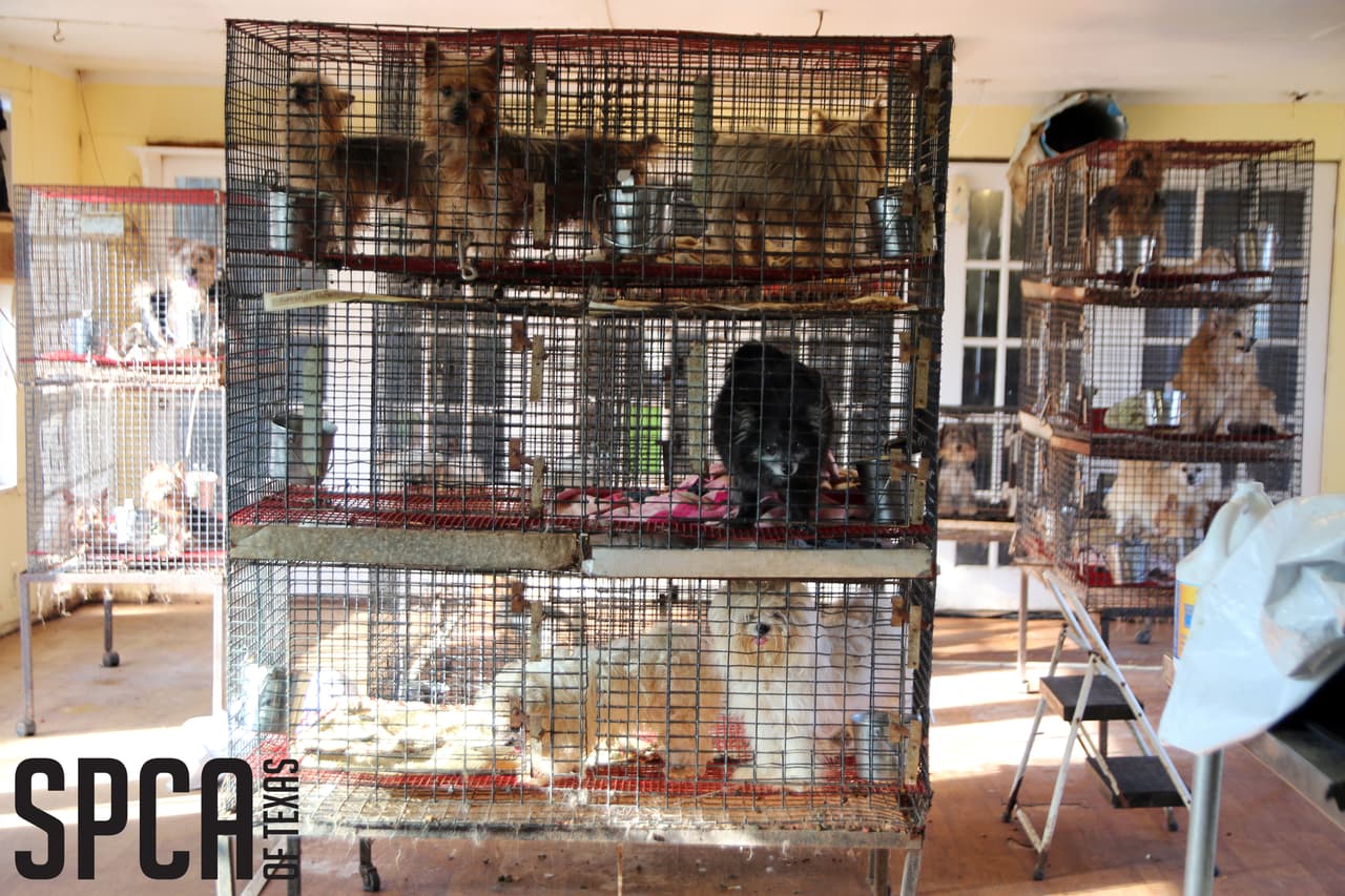 En Texas se debe obtener una licencia de venta si se tienen 11 hembras o más dedicadas a la reproducción o se venden 20 perros o más al año, 
<a href="https://www.spca.org/news---vz">señaló la Sociedad para la Prevención de la Crueldad Animal (SPCA, por sus siglas en inglés).</a>