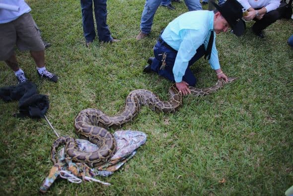 Lo más eficaz para matar las pitones es un tiro en la cabeza, según explican.