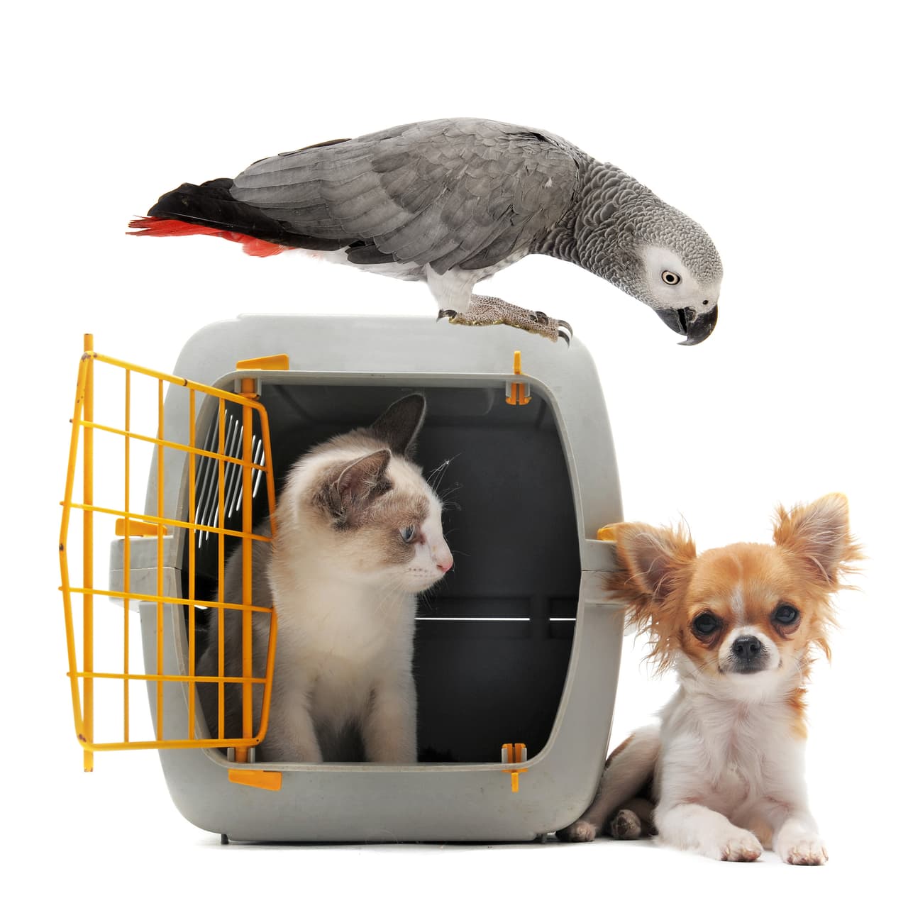 <b>Caja transportadora: </b>
<br>
<br>Recomendada para perros, gatos, hurones y hasta aves (pequeños y/o medianos). La caja NO debe de ir sobre los asientos traseros. Puede ir en el piso, detrás de los asientos delanteros o en el área de carga (hatchback o camioneta).