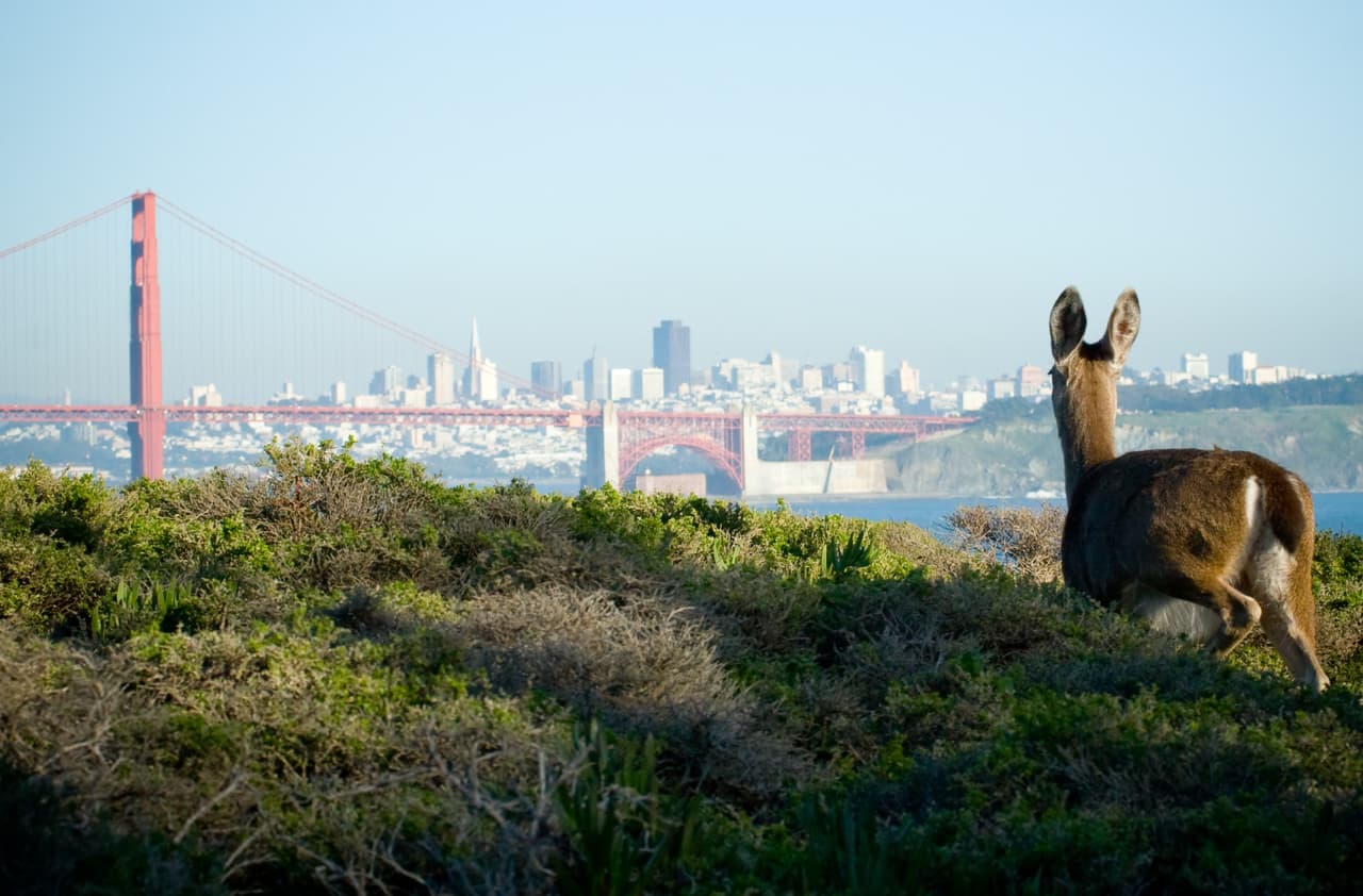 A mule deer moves toward the Golden Gate Bridge in San Francisco, CA