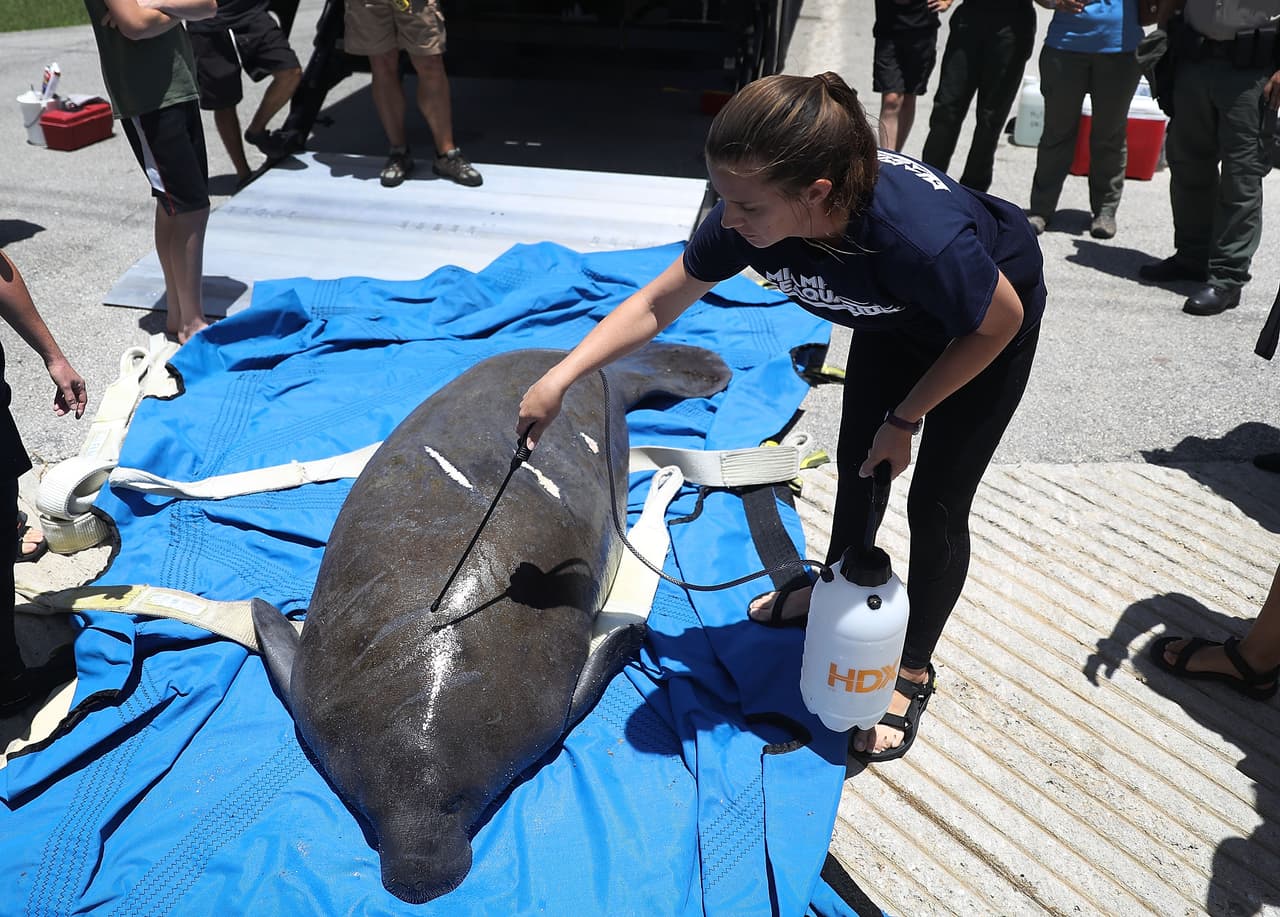 <b>Son lentos y necesitan ayuda. </b>Son animales muy grandes y pesados que se mueven lentamente. Miden más de 12 pies de largo (3.6 metros) y pueden llegar a pesar hasta 1,700 libras (77 kg). Por eso, a ellos les resulta difícil reaccionar ante el paso de un bote o embarcación y resultan frecuentemente embestidos o muertos.
<br>