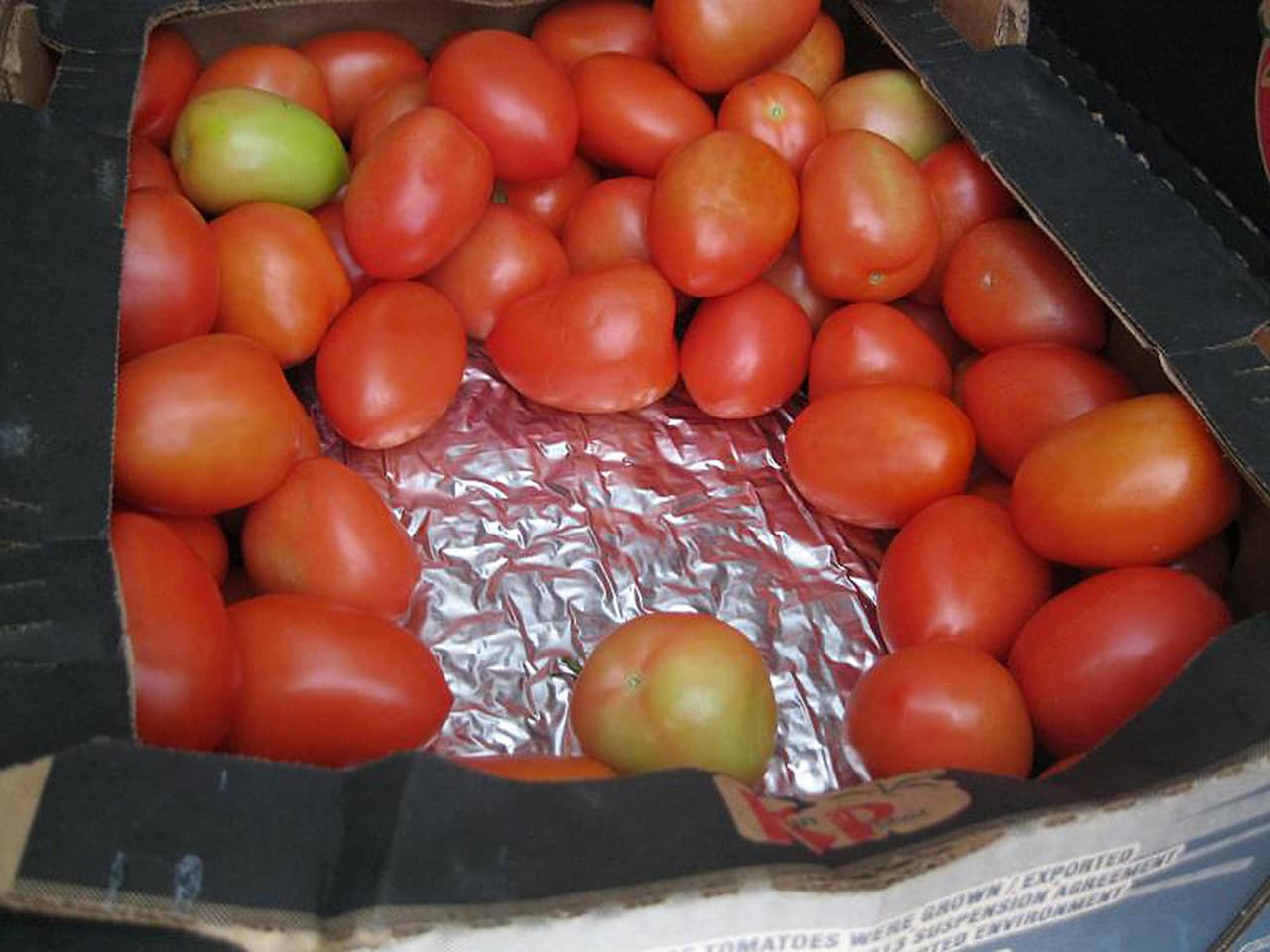 Tomate verde. Debajo de los tomates estaba la marihuana.