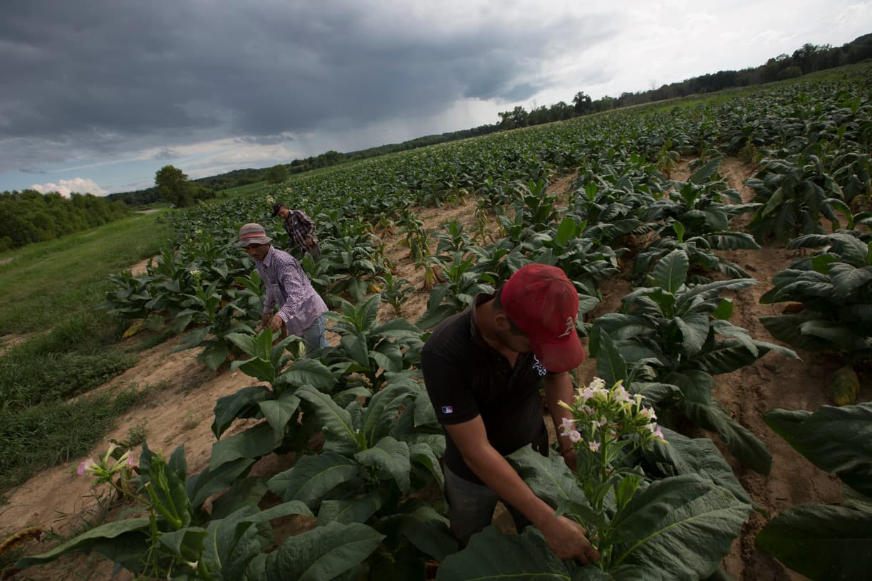 Grupo de expertos propone revivir un polémico programa para no cortar el flujo de trabajadores del campo a EEUU 