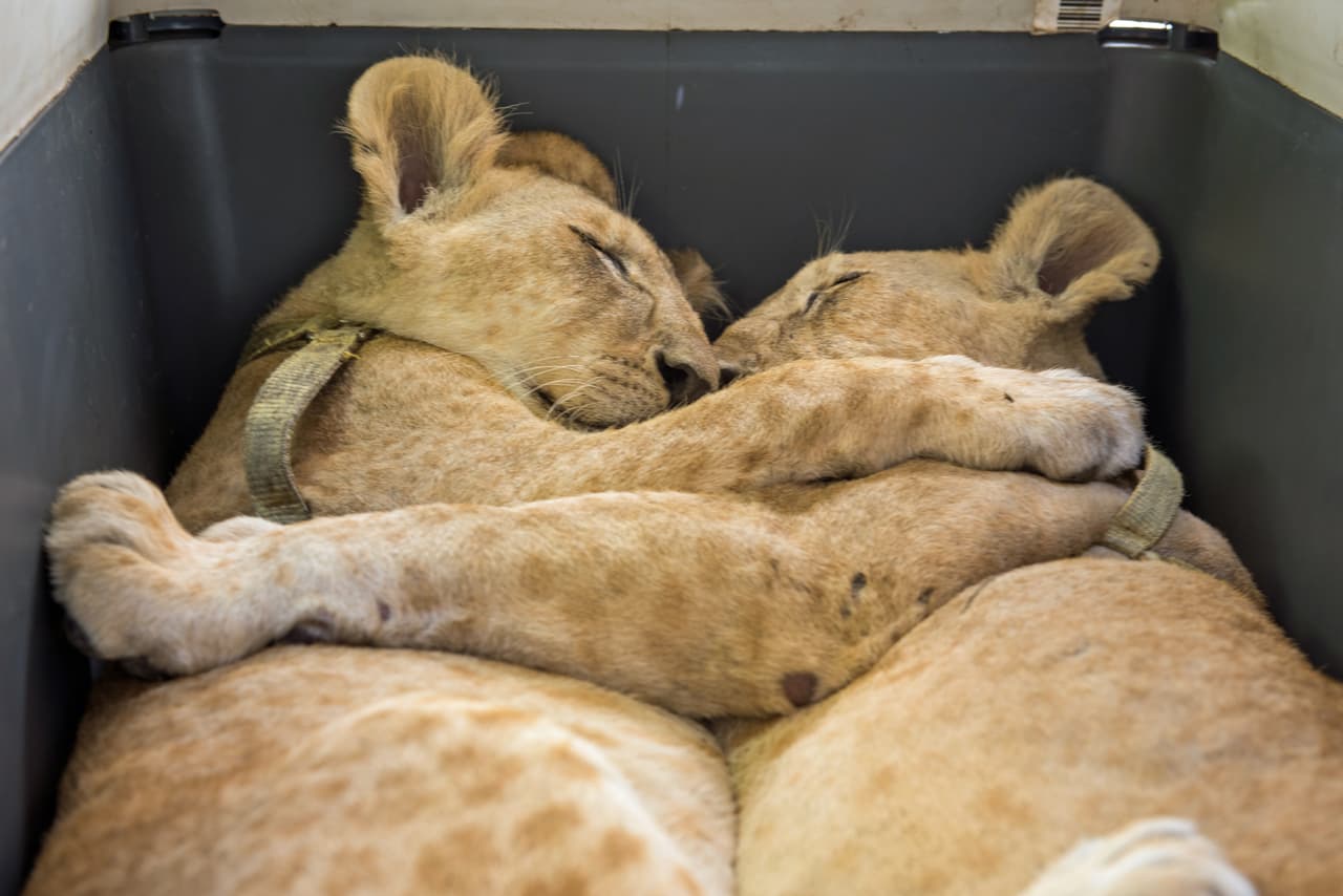 Los amigos fueron adoptados por Saad Aldeen Al-Jamal. Ahora, Max y Mona viven juntos y tienen alguien que los cuida.