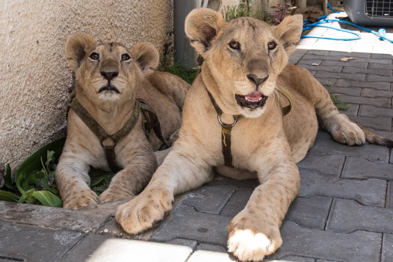 Encontraron a los amigos en la parte trasera de un vehículo de rescate.