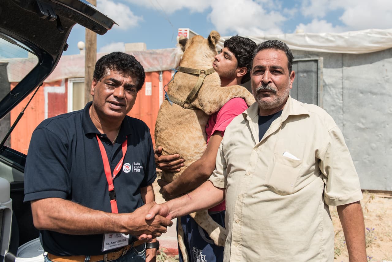 Así, los adorables felinos buscaron un lugar para cobijarse del peligro.
