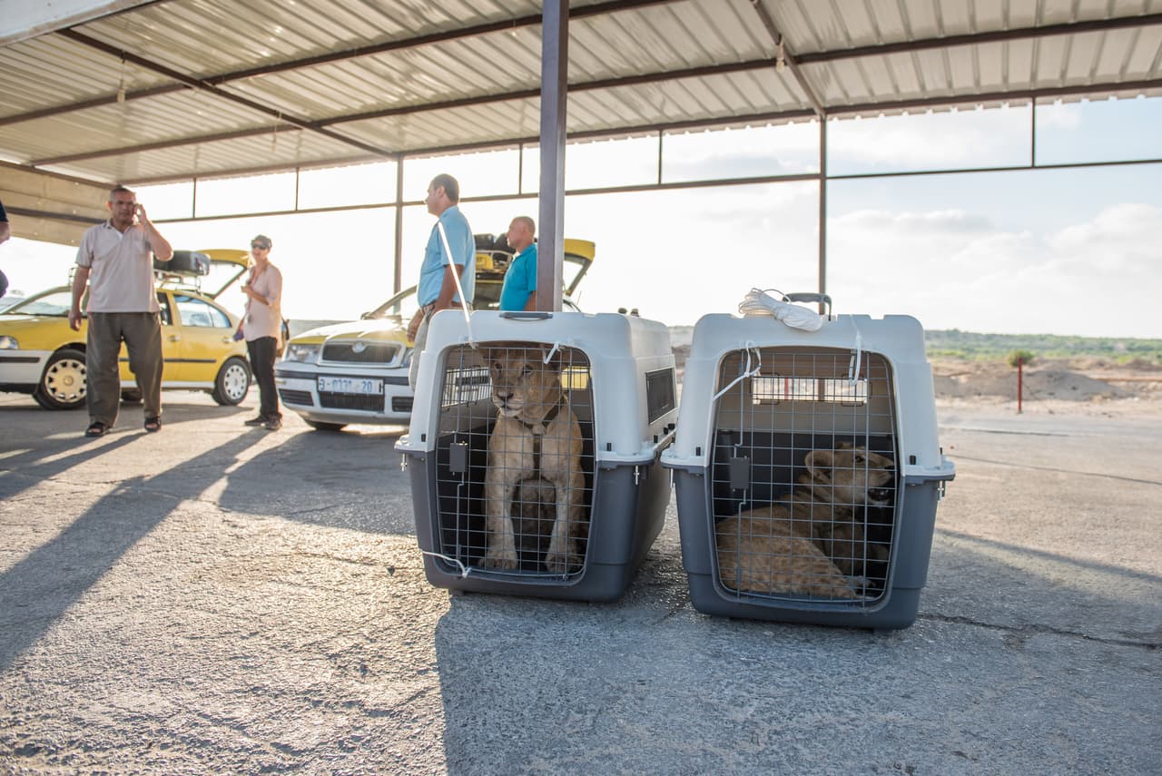 Un fotógrafo les tomó unos lindos retratos para documentarlos.