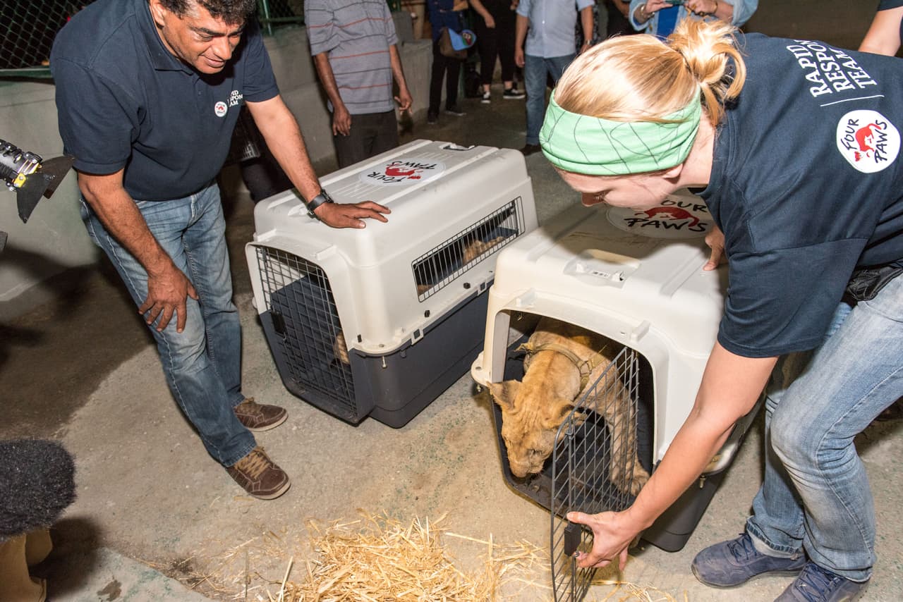La organización ‘Four Paws’ se encargó de ver el futuro de los animales.
