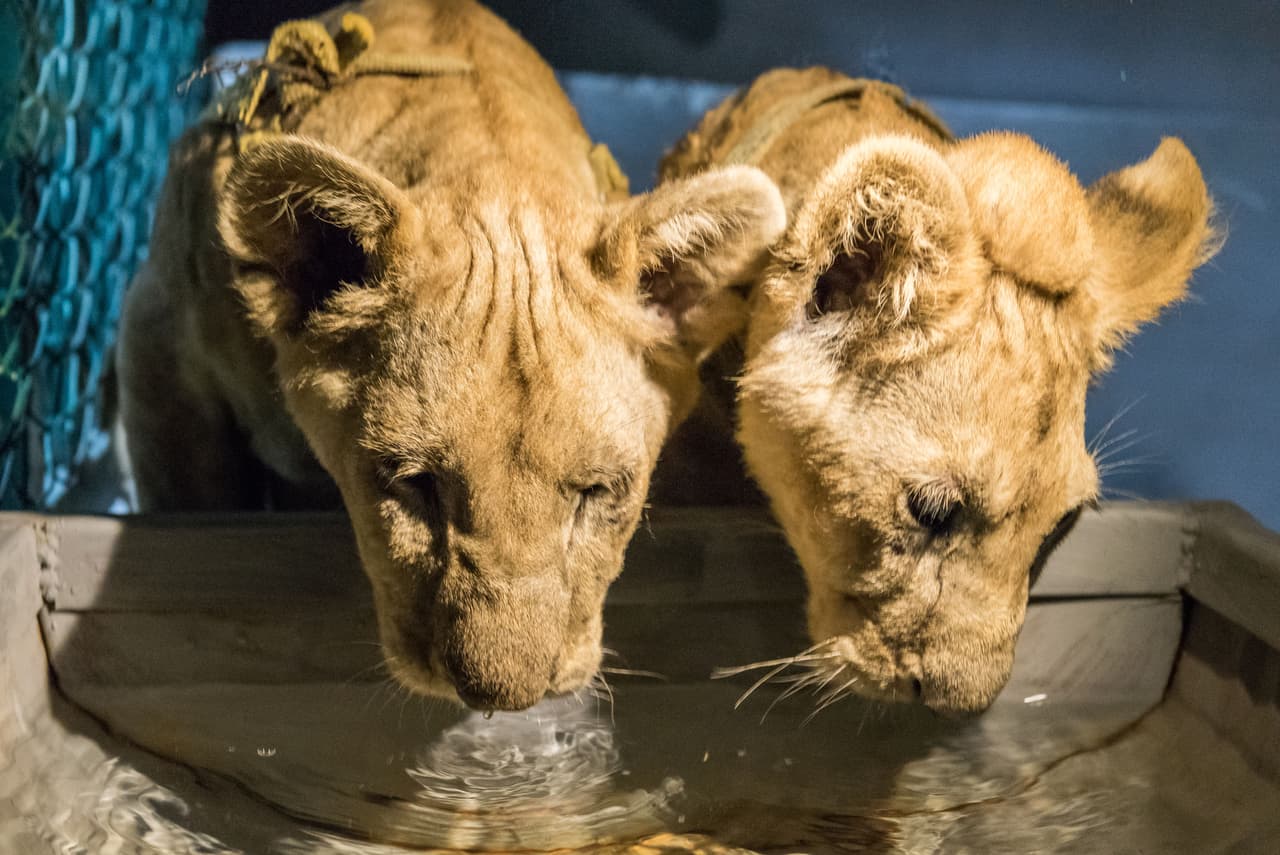Pero detrás de tanta lindura hay una triste y preocupante historia.